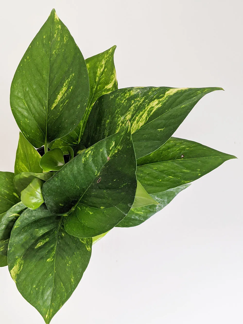 Golden Pothos