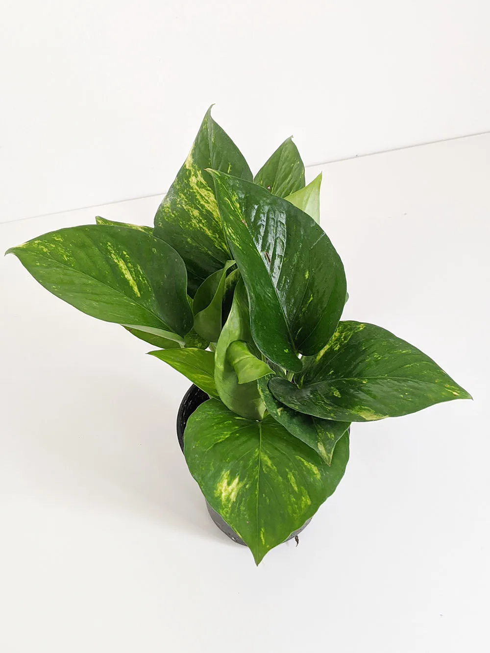 Golden Pothos