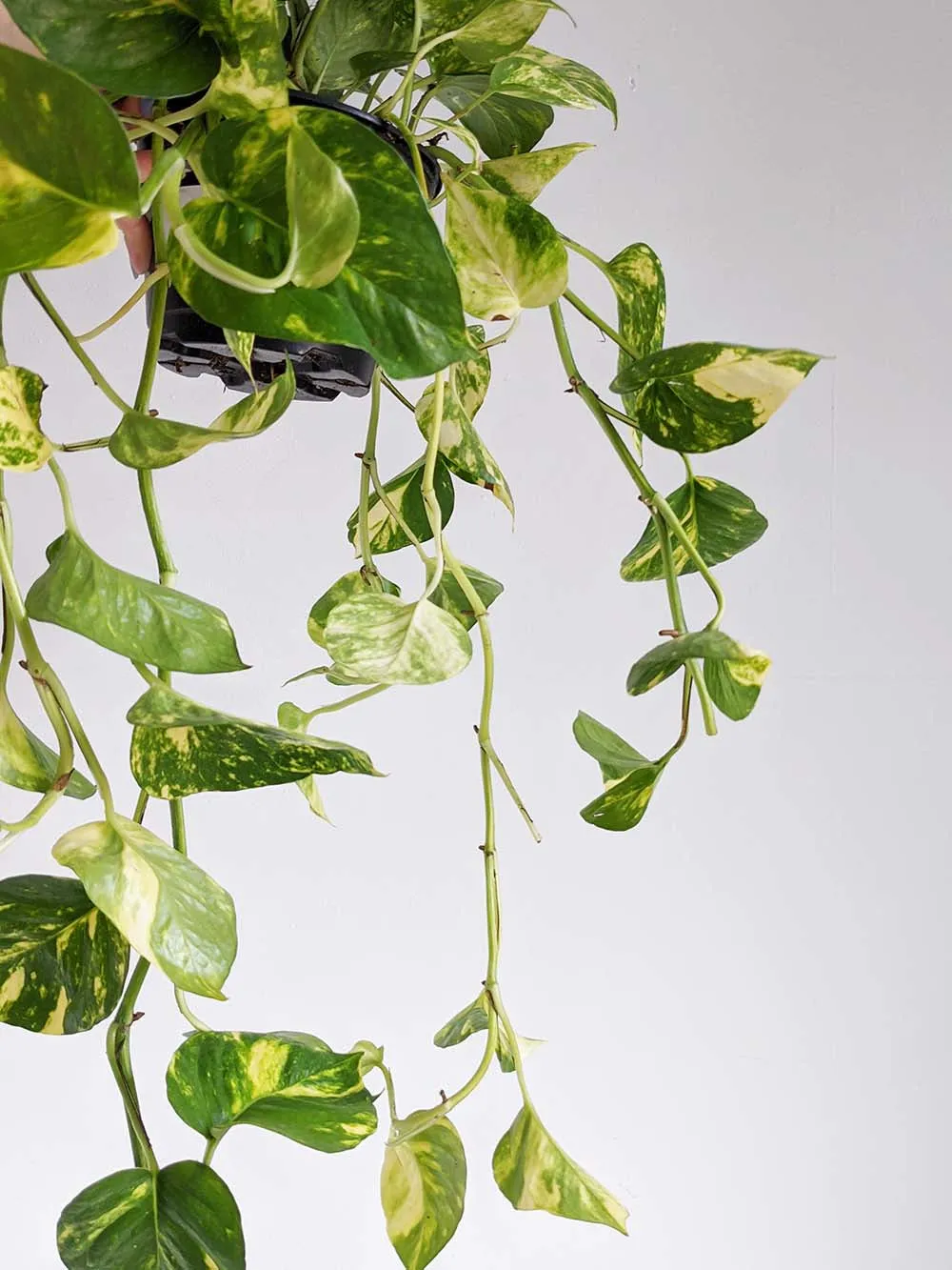 Golden Pothos