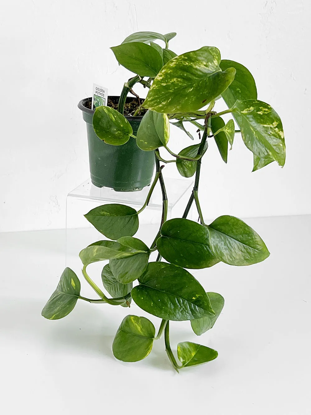 Golden Pothos